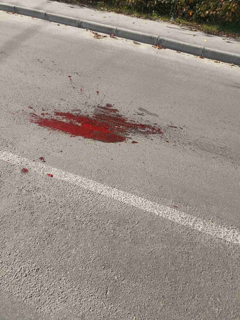 Новина дня: ми не залишили собаку напризволяще після ДТП